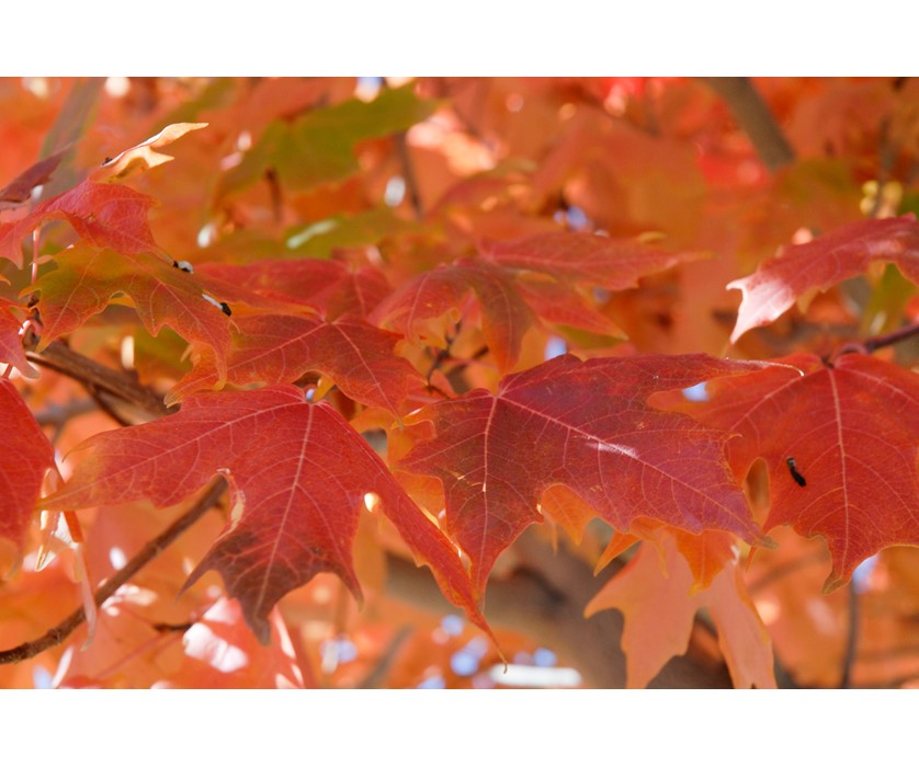 Caddo Maple